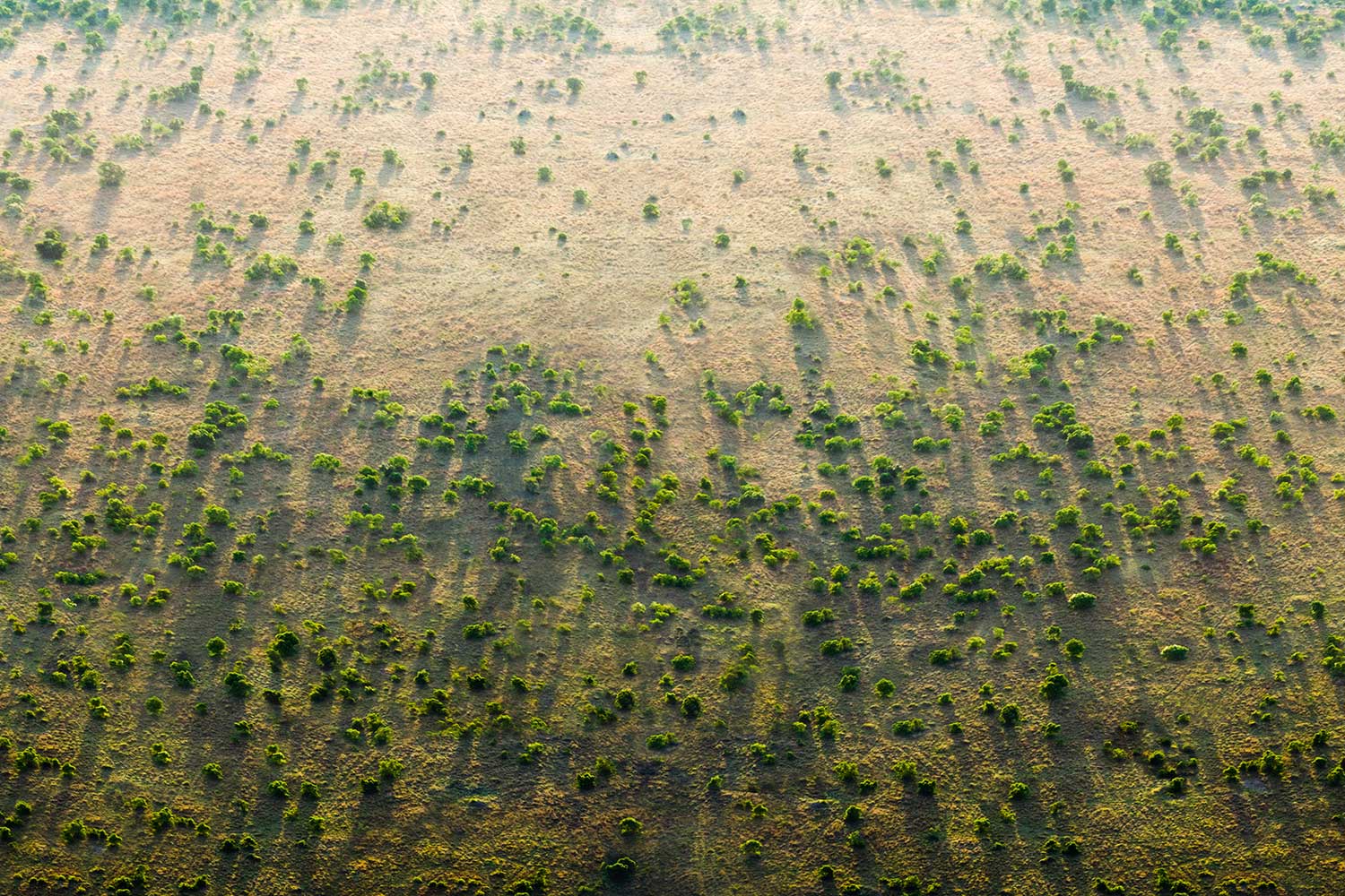 The Great Green Wall-A nagy zöld sivatag - 8000 km hosszan cserjéseket szeretnének létrehozni a sivatagban