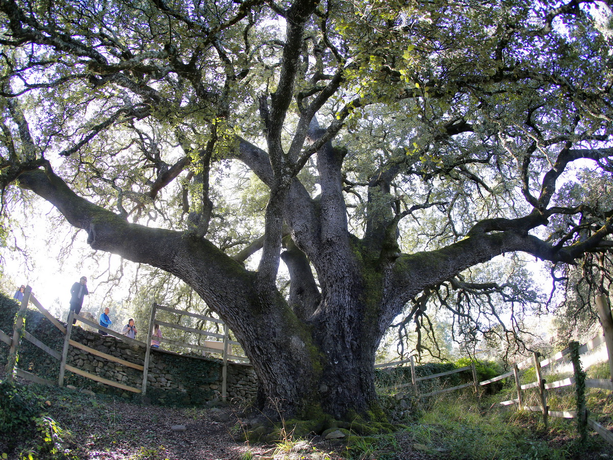 www.treeoftheyear.org-Lecina ezeréves magyaltölgye