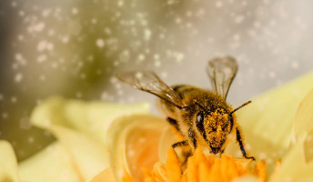 Terítéken a méhecskék